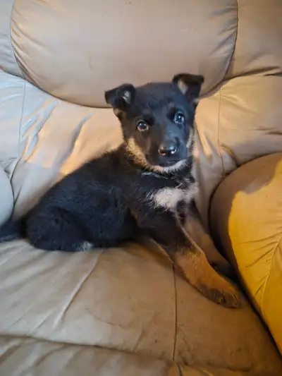Chiots Berger Allemand Pure race vacciné avec carnet de santé, View more