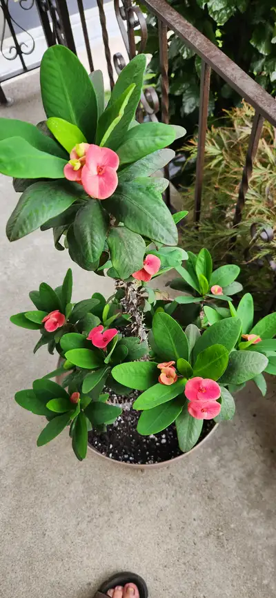 CROWN OF THORN PLANT FOR SALE!!!, View more