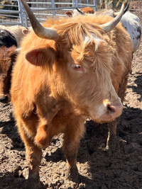 Highland Dexter cow 