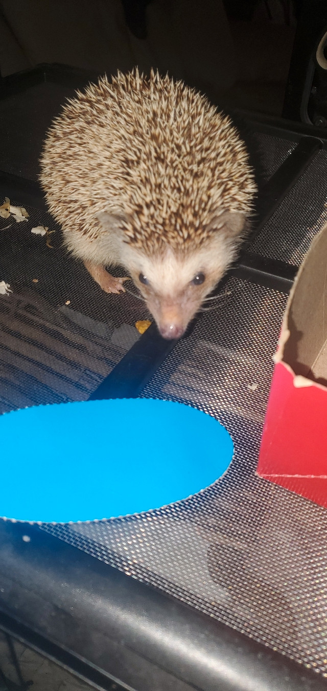 Hedgehog Cinnamon  in Small Animals for Rehoming in City of Toronto