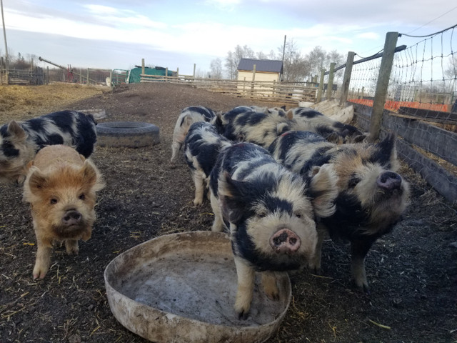KuneKunes in Livestock in Saskatoon - Image 2