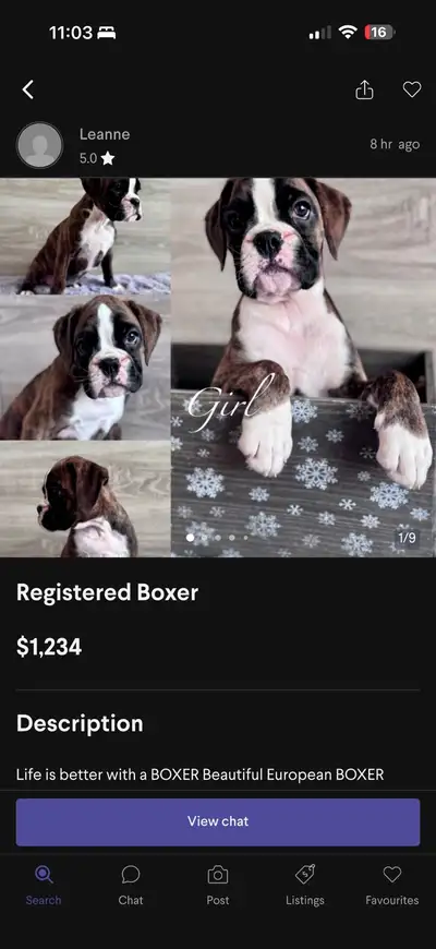 DO NOT BUY FROM PARADIGM BOXERS OKOTOKS, View more