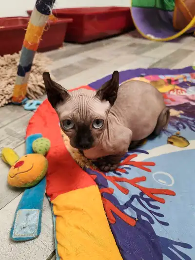 Magnifique mâle dwelf , très rare ce sera un noir aux yeux bleus. Il a 8 mois , non castré.