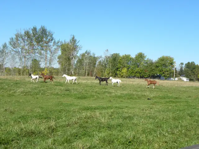 Horse boarding - Indoor in Animal & Pet Services in Ottawa - Image 6