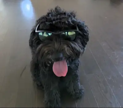 Ace is looking for a loving home!, View more