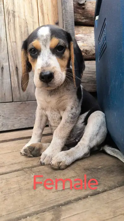 Beagle/Blue tick , View more
