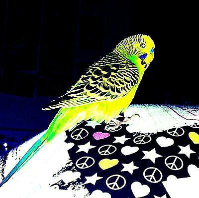 BEAUTIFUL BUDGIE SUPER SPECIAL $30.00 in Birds for Rehoming in Muskoka