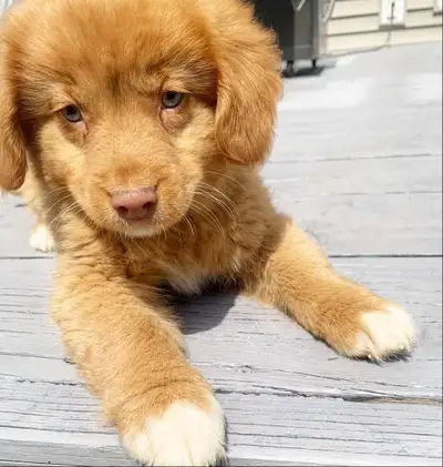 PUREBRED TOLLER PUPS (NSDTR) - 1 left, View more
