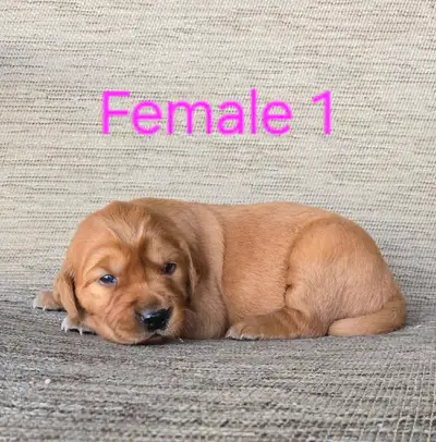 Golden Retriever Puppies, View more