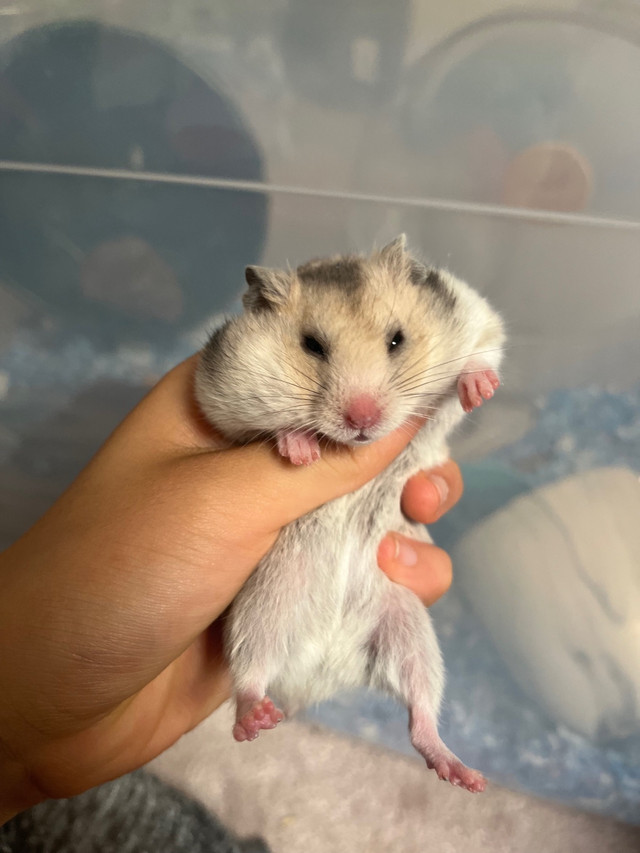 pedigreed baby hamsters - hamstery waitlist open in Small Animals for Rehoming in Charlottetown