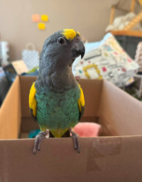Young Sweet Female Meyers Parrot