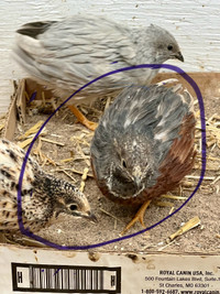 Young button quail pair for sale as pet