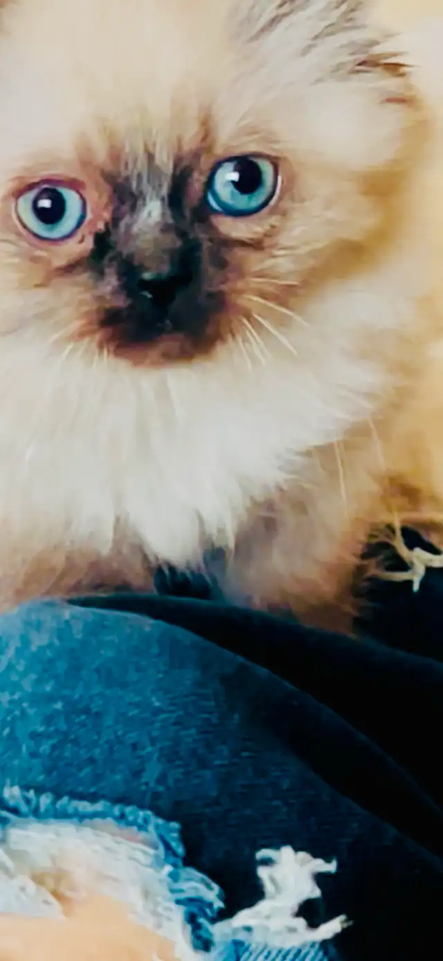 LOVECATS TICA reg. CATTERY: Persian Himalayans and Himalayans in Animal & Pet Services in Saint John - Image 5