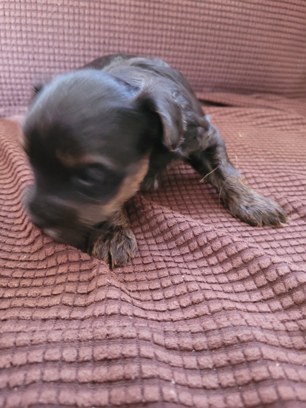 ADORABLE YORKIE POO PUPPIES READY FOR THEIR NEW HOMES AUG 15 Dogs