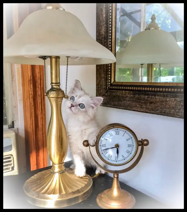 Siberian Neva Masquerade Kittens. Hypoallergenic/Low Allergen