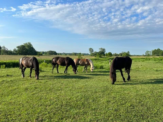 Pension Equestre dans Services pour animaux  à Longueuil/Rive Sud