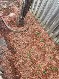 Needs help to remove rocks and level the yard with soil