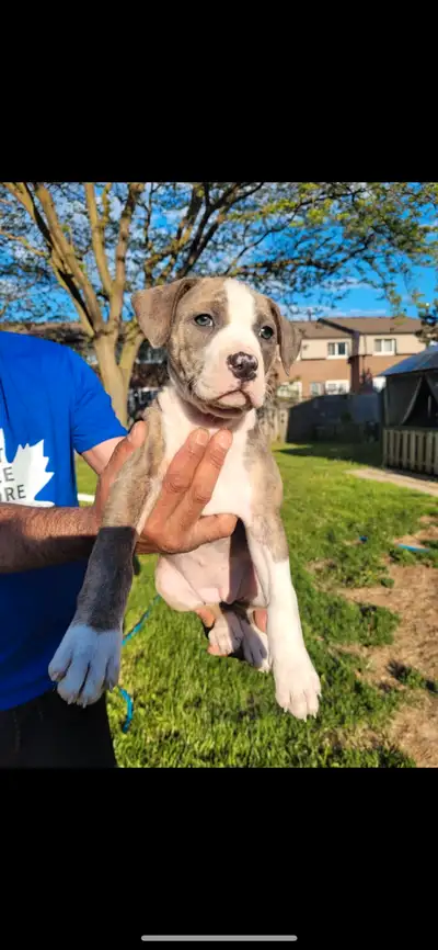 2 Female puppies left, with shots asking $1500 they are 9 weeks 1 day old! For more information mess...