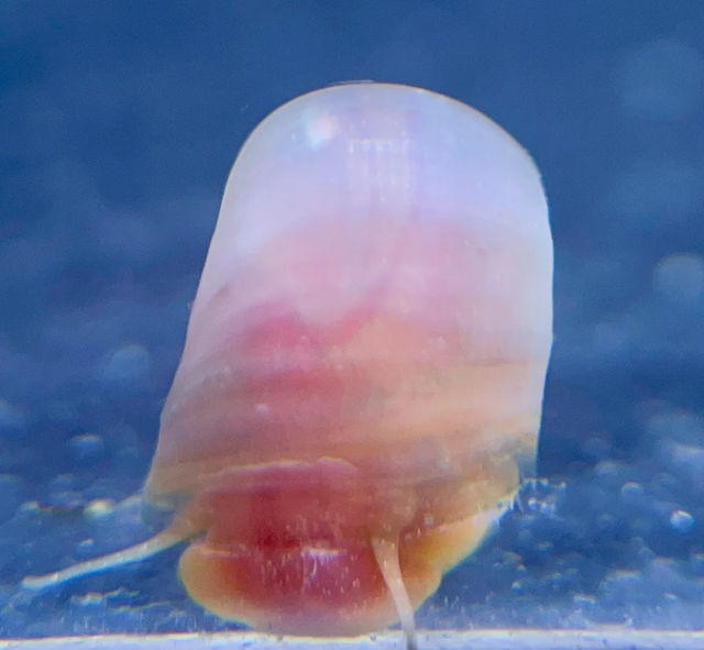 Nerite Snails That Actually Clean Your Tank in Fish for Rehoming in Kitchener / Waterloo - Image 10