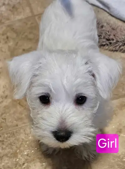 Alberta Wauzers are available. LOCATED in COALDALE, Alberta. We have had a beautiful litter of puppi...