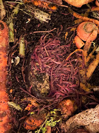 Indoor Compost Worms For Sale