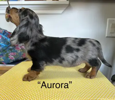 CKC Registered Miniature Longhaired Dachshund Puppies, View more