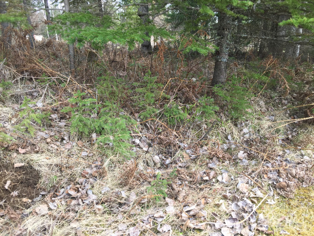 White Spruce tree seedlings in Plants, Fertilizer & Soil in Thunder Bay - Image 2