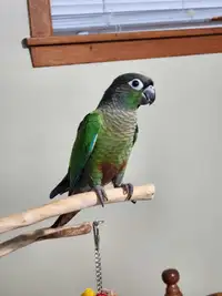 Baby MALE Green Cheek Conures
