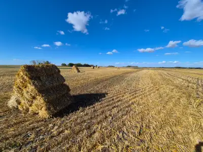 2026 small square oats straw bales Several hundred available Asking $4 each Located near Canora sk C...