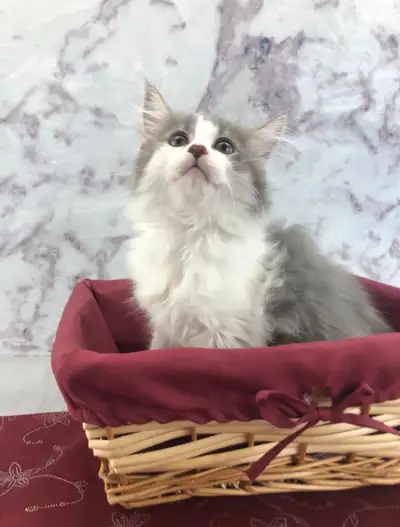 Maine Coon for Sale to Responsible, Loving Home, View more