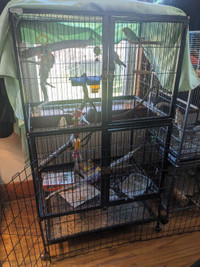 2 budgies and large cage