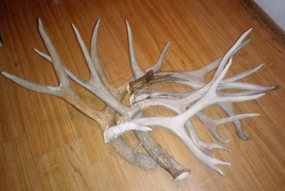 Naturally shed mulie antlers. All the same side. for decorations or dog chews. The entire lot for 75