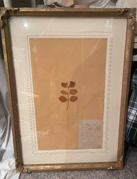 Vintage French Botanical in gold guild frame