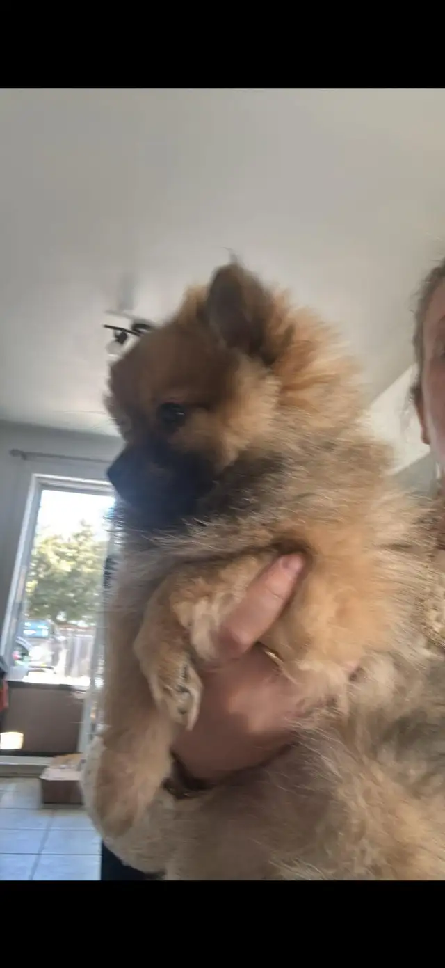 Pomeranian nain in Dogs & Puppies for Rehoming in Longueuil / South Shore - Image 7