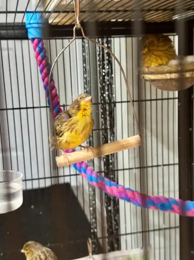 I purchased a canary from a pet store that assured us we were getting a male, as we specifically wan...