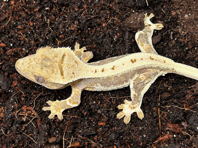 Lilly White Crested Geckos in Reptiles & Amphibians for Rehoming in City of Halifax - Image 4