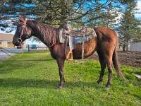 13 yr old black Quarter horse gelding
