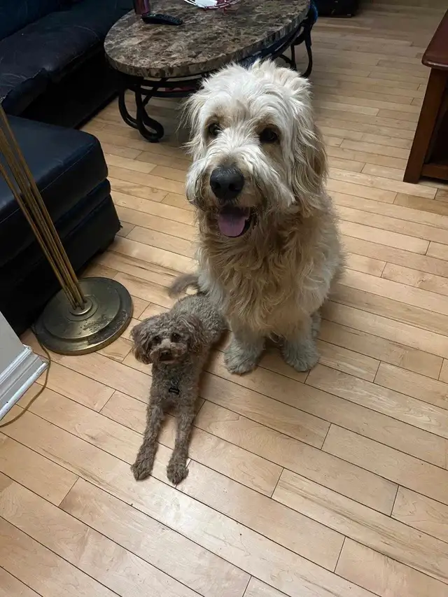 2 Dogs / Pets for Sale. Golden Doodle and Toy poodle in Dogs & Puppies for Rehoming in Ottawa - Image 3