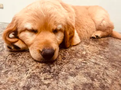 Red Golden Retriever puppy Sophie, View more