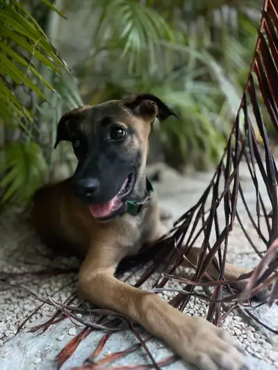 Mixed Breed Rescue Puppy, View more