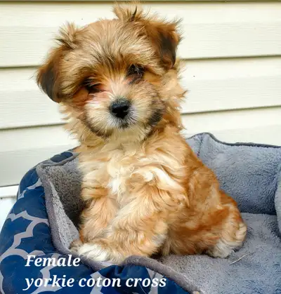 Yorkie Coton de tulear puppies, View more