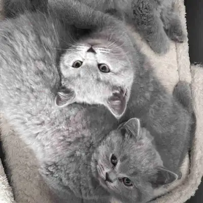 Chatons British x Scottish, View more