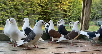 Iranian Pigeons, View more