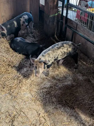 3 lil Pigs, View more