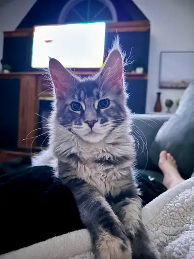 Beautiful Maine Coon Kitten, View more