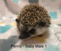 Pedigreed Baby Hedgehogs