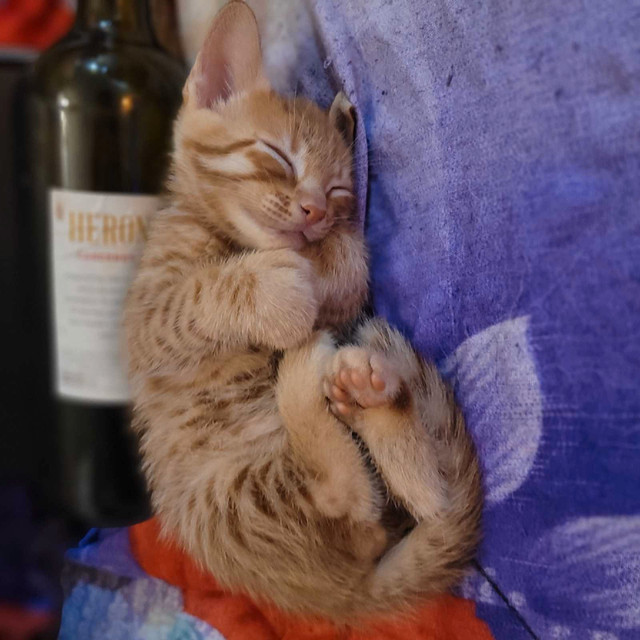 Orange polydactyl kittens looking for loving home in Cats & Kittens for Rehoming in Richmond - Image 3