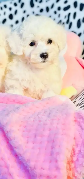 Mini Purebred Bichon Frise Puppies, View more