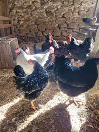 Chickens, Blue Azure and Royal Marans