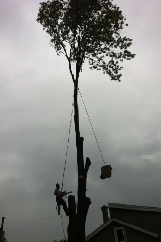 $SPECIALS$ DISCOUNTS FREE QUOTES FULLY INSURED AtoZ VIKING TREE62863253578241124